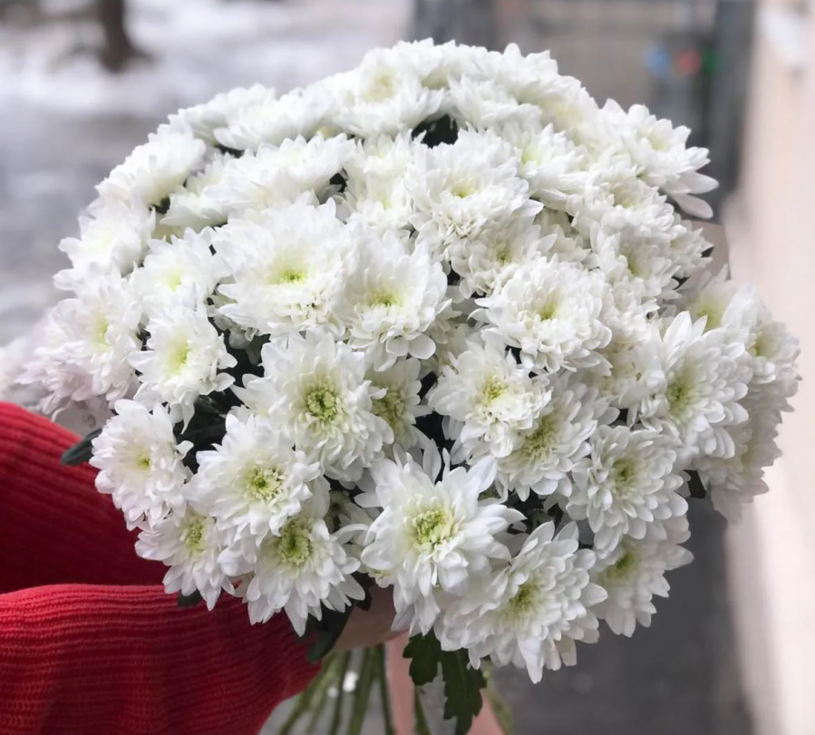 15 Хризантем Балтика